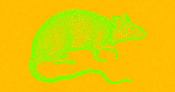 Mouse Handling Methods Influence Scientific Outcomes, Newcastle Study Finds
