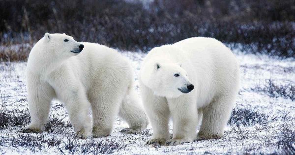 Russian Arctic Town Declares Emergency as Polar Bears Overrun Streets